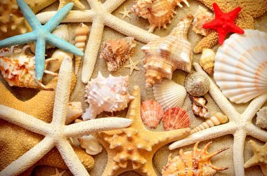 Arka plan olarak deniz kabukları. Deniz kabuklarını.