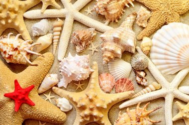 Arka plan olarak deniz kabukları. Deniz kabuklarını.