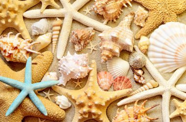 Arka plan olarak deniz kabukları. Deniz kabuklarını.