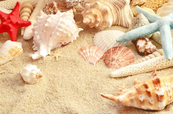 Conchas marinas como fondo. Cáscaras de mar . — Foto de Stock