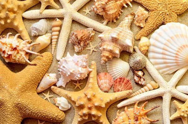 Conchas marinas como fondo. Cáscaras de mar . — Foto de Stock