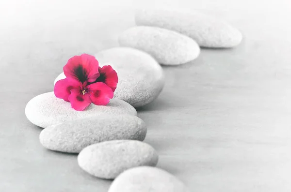 Spa concept with flower and zen stones — Stock Photo, Image