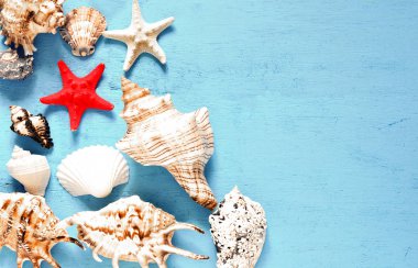 Yaz konsepti. Mavi bir arka plan üzerinde deniz kabukları.