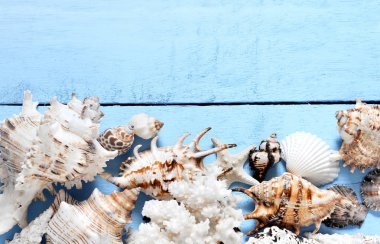 Yaz konsepti. Mavi bir arka plan üzerinde deniz kabukları.