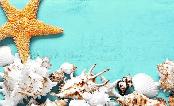 夏天的概念。蓝色背景上的海贝壳. — 图库照片