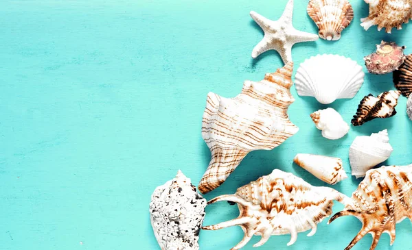 Concepto de verano. Conchas marinas sobre fondo azul . —  Fotos de Stock