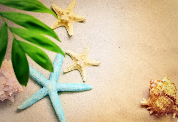 Conchas marinas y palmeras en el fondo de la arena. Playa de verano . —  Fotos de Stock