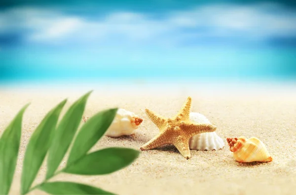Sea shells and palm on the sand background. Summer beach.