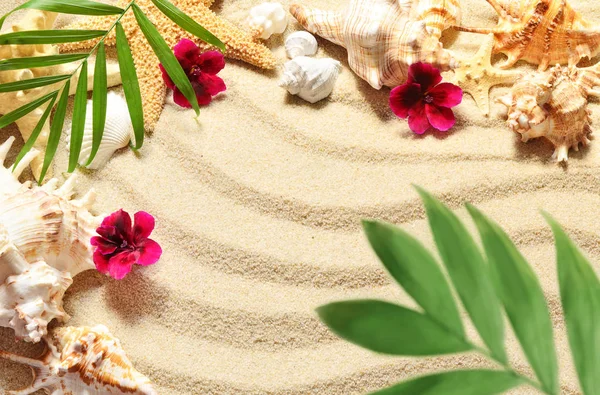 Sea shells and palm on the sand background. Summer beach. — Stock Photo, Image