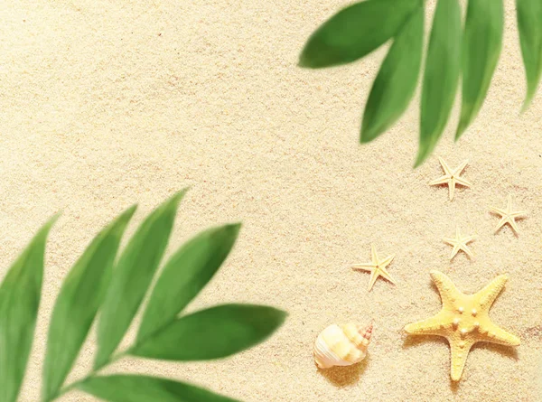 Sea shells and palm on the sand background. Summer beach. — Stock Photo, Image