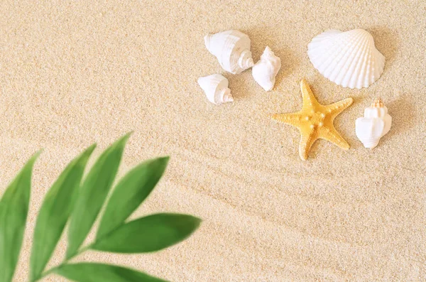 Sea shells and palm on the sand background. Summer beach. — Stock Photo, Image