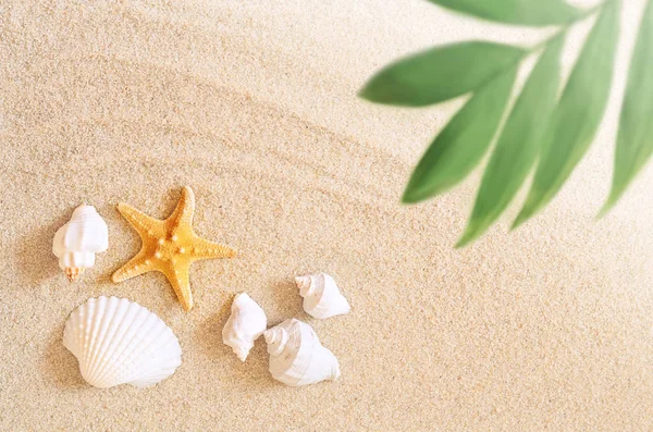 Conchas marinas y palmeras en el fondo de la arena. Playa de verano . —  Fotos de Stock