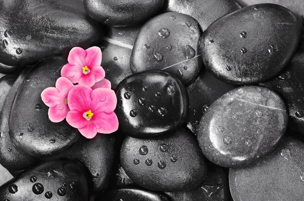 Set of violet flowers on pebble — Stock Photo, Image