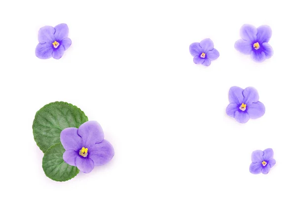 Синие красивые цветы изолированы на белом фоне — стоковое фото