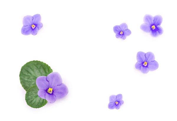 Blue beautiful flowers isolated on white background — Stock Photo, Image