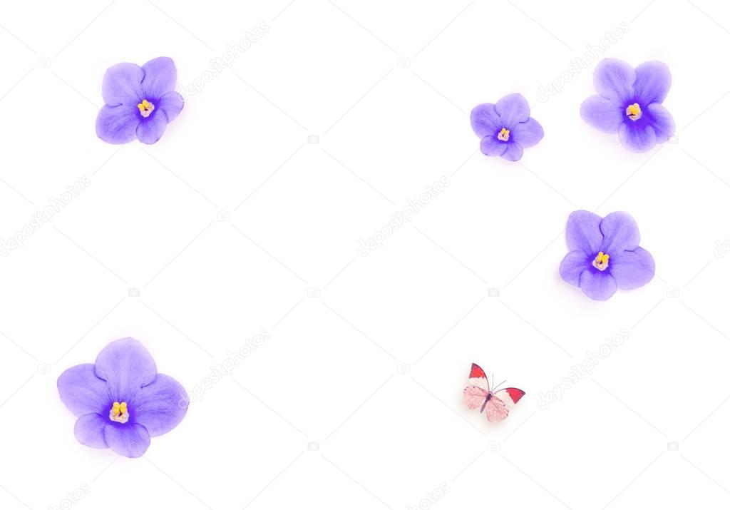 Blue beautiful flowers isolated on white background and butterfly