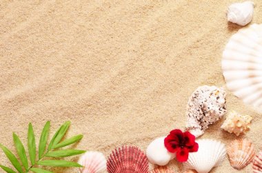 Deniz kabukları ve hurma kum zemin üzerine. Yaz plaj.