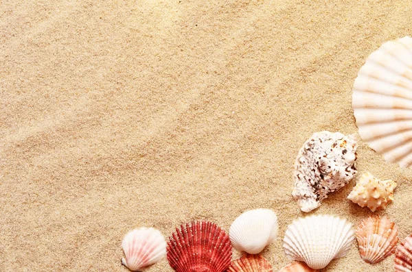 Conchas marinas y palmeras en el fondo de la arena. Playa de verano . — Foto de Stock