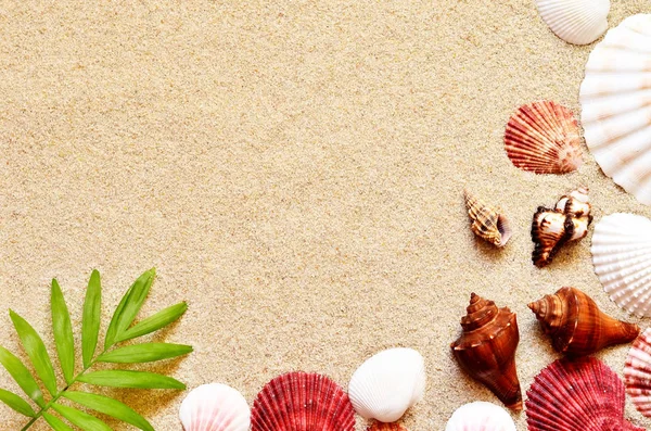 Zeeschelpen en palm op de zand achtergrond. Zomer strand. — Stockfoto