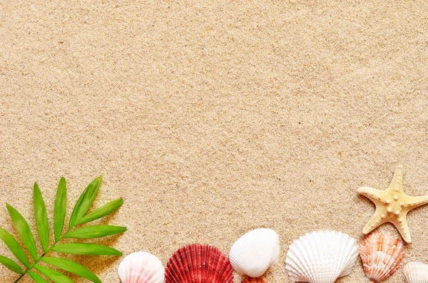 Sea shells and palm on the sand background. Summer beach. — Stock Photo, Image