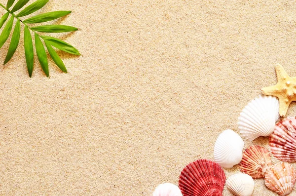 Deniz kabukları ve hurma kum zemin üzerine. Yaz plaj.