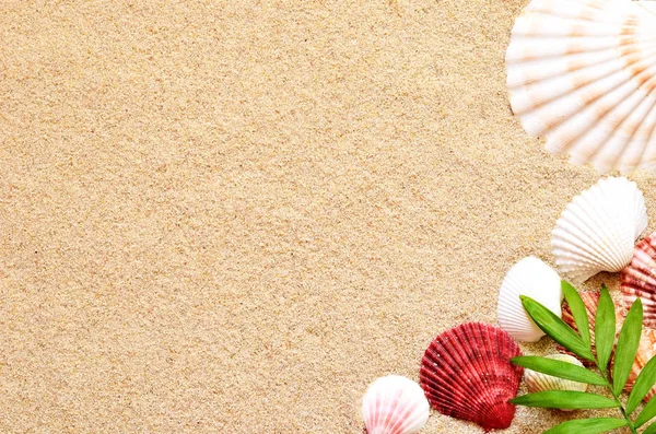 海の貝殻や砂の背景にパーム。夏のビーチ. — ストック写真