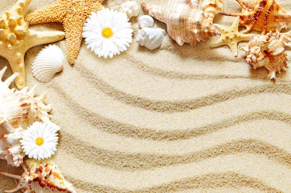 Coquille de mer sur sable, concept d'été — Photo