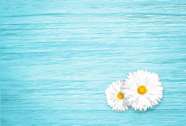 Beyaz papatya çiçek deseni mavi ahşap masa üzerinde. En az düz kavramı yatıyordu.