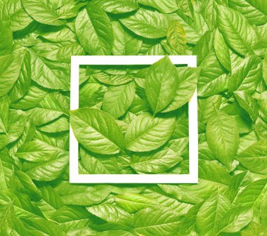 Kağıt kart notlu yapraklardan yapılmış yaratıcı bir düzen. Düz yatıyordu. Doğa konsepti