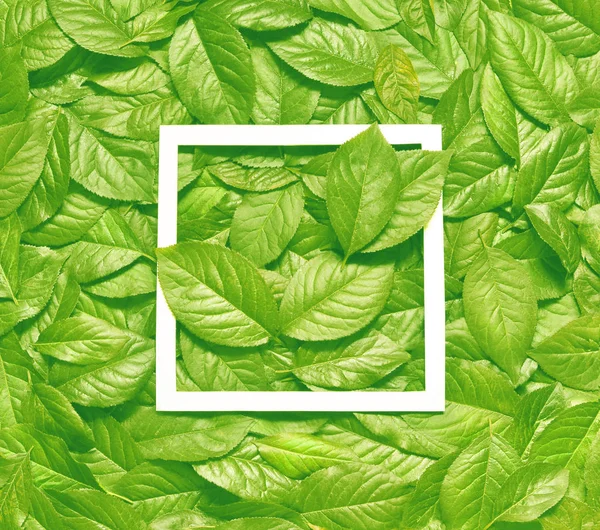 Kağıt kart notlu yapraklardan yapılmış yaratıcı bir düzen. Düz yatıyordu. Doğa konsepti