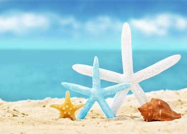 kum ile yaz sahilde deniz kabuklarını