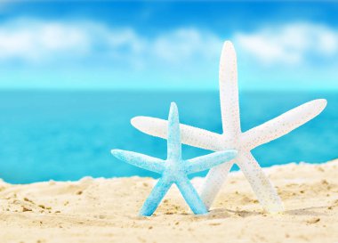 kum ile yaz sahilde deniz kabuklarını