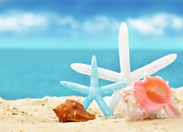 kum ile yaz sahilde deniz kabuklarını