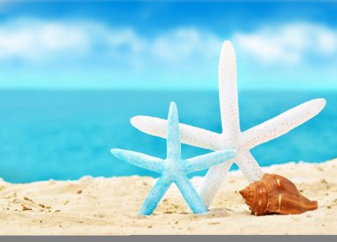 kum ile yaz sahilde deniz kabuklarını