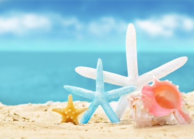 kum ile yaz sahilde deniz kabuklarını