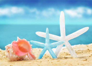 kum ile yaz sahilde deniz kabuklarını