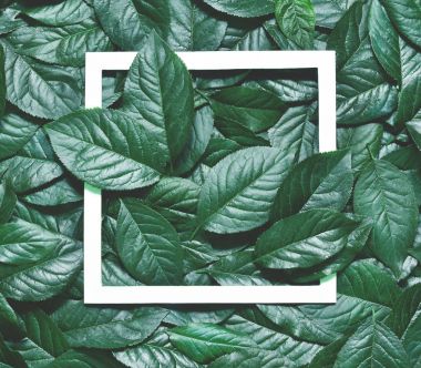 Kağıt kart notlu yapraklardan yapılmış yaratıcı bir düzen. Düz yatıyordu. Doğa konsepti