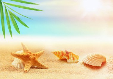 kum ile yaz sahilde deniz kabuklarını