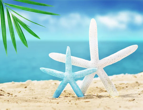 kum ile yaz sahilde deniz yıldızı