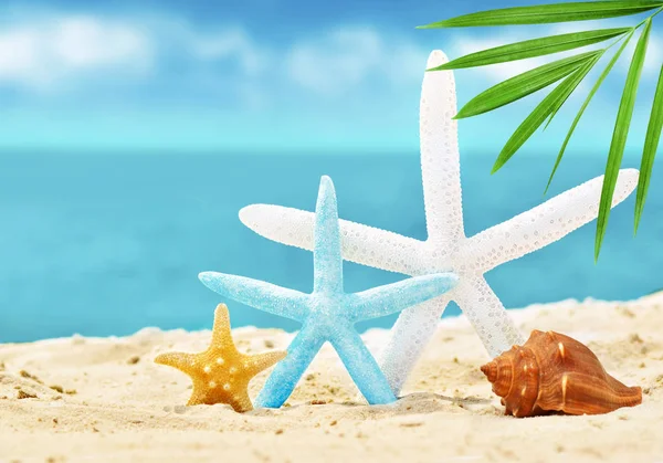 kum ile yaz sahilde deniz kabuklarını