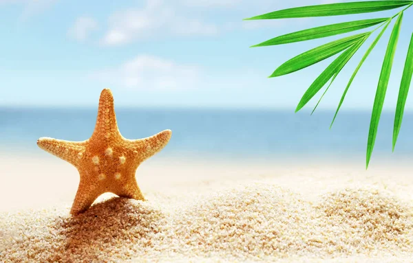 kum ile yaz sahilde deniz yıldızı