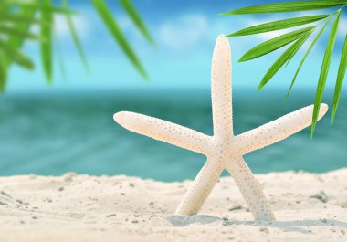 kum ile yaz sahilde deniz yıldızı