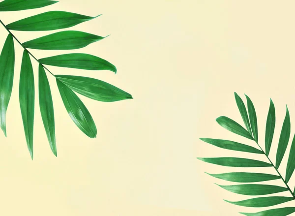 Пальмовые листья на бежевом фоне — стоковое фото