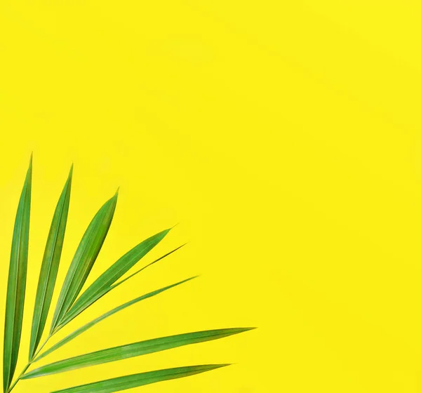 Пальмове листя на жовтому тлі — стокове фото