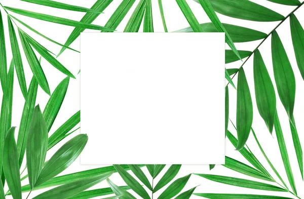 Пальмове листя на білому тлі — стокове фото