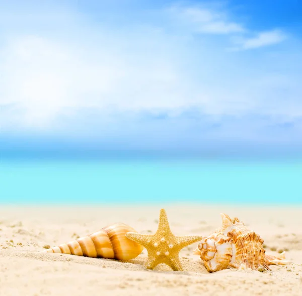 Snäckskal på sommaren stranden med sand Royaltyfria Stockbilder