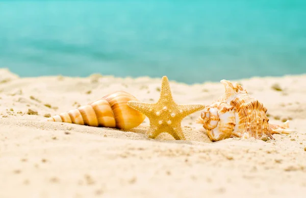 Seashells on the summer beach with sand — Stock Photo, Image