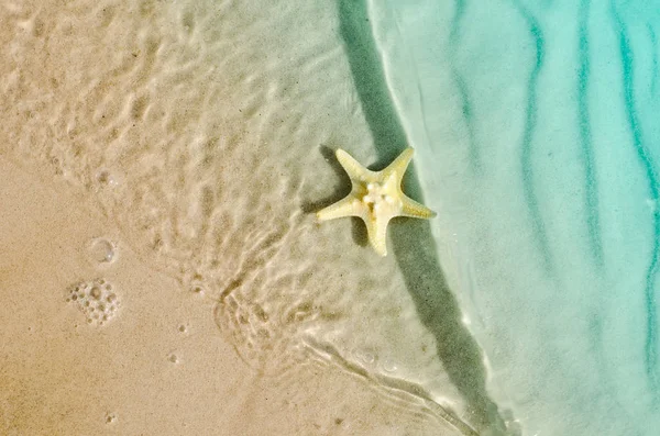 Stelle marine sulla spiaggia estiva con sabbia — Foto Stock