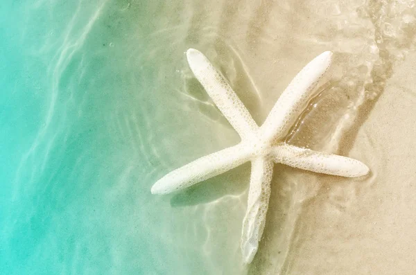 Estrela-do-mar na praia de verão com areia — Fotografia de Stock