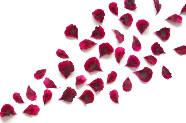 Red rose petals breeze, isolated on white — Stock Photo, Image